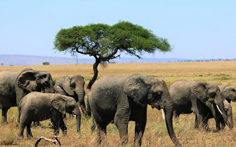 2024 Tanzania Safari Tours How Recent Droughts Are Impacting Wildlife Viewing