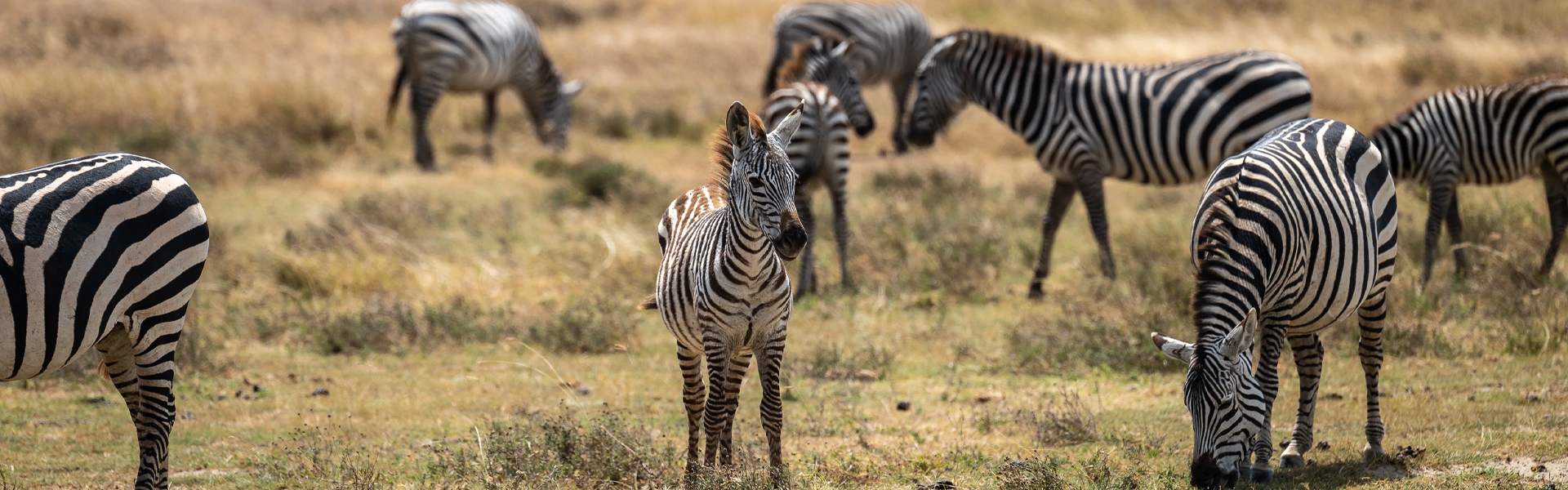 2024 Tanzania Safari Tours How Recent Droughts Are Impacting Wildlife Viewing