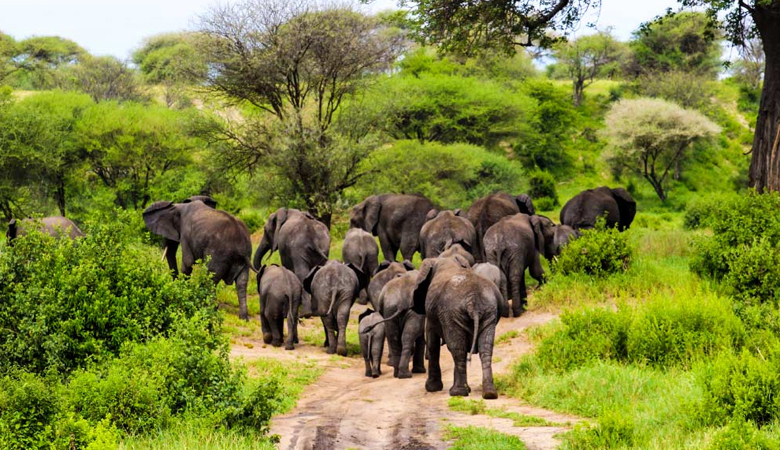 2024 Tanzania Safari Tours How Recent Droughts Are Impacting Wildlife Viewing