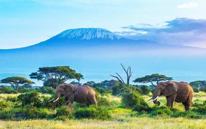 2024 Tanzania Safari Tours How Recent Droughts Are Impacting Wildlife Viewing