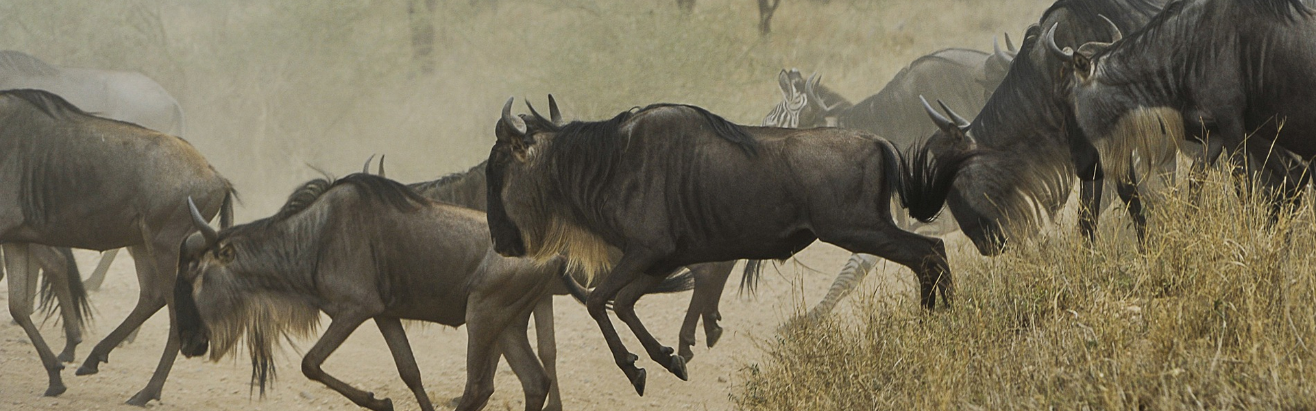 The 2024 Guide to Tanzania’s Serengeti Migration Safari