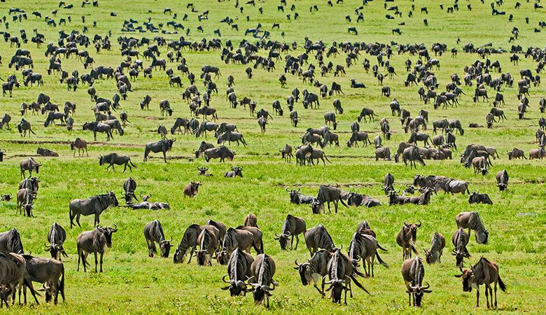 The 2024 Guide to Tanzania’s Serengeti Migration Safari