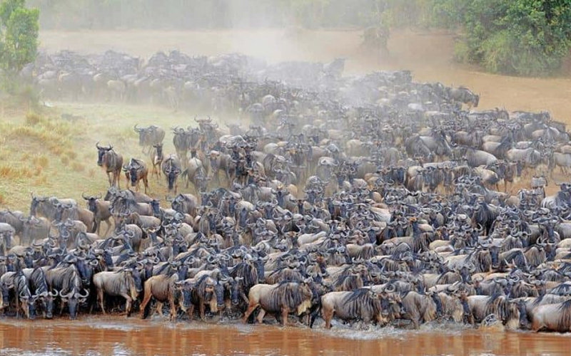 The 2024 Guide to Tanzania’s Serengeti Migration Safari