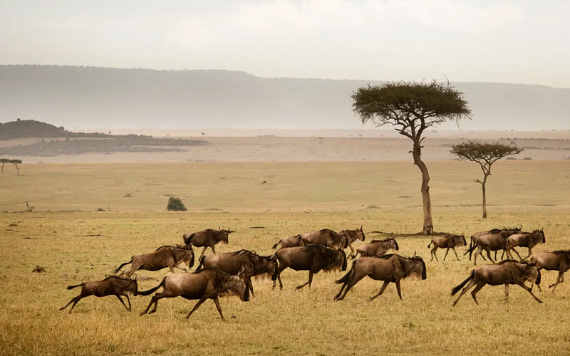 Tanzania’s Growing Role in Africa’s Wildlife Conservation Efforts in 2024