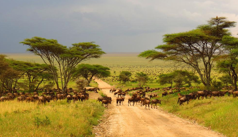 Tanzania’s Growing Role in Africa’s Wildlife Conservation Efforts in 2024