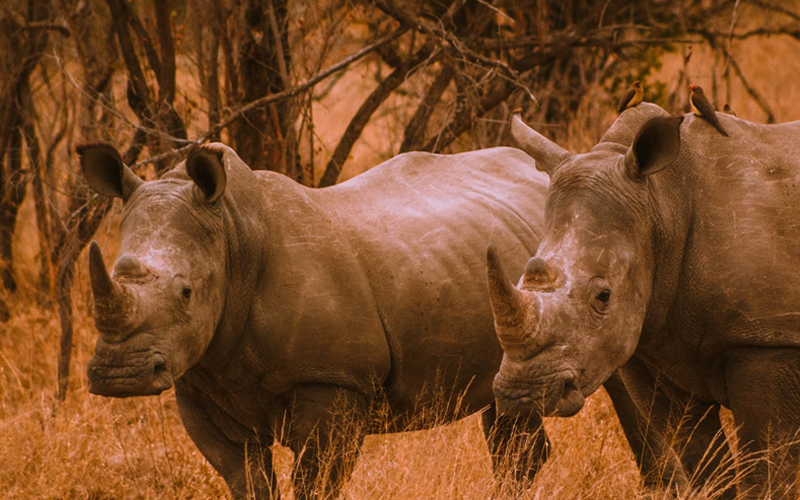 Tanzania’s Growing Role in Africa’s Wildlife Conservation Efforts in 2024