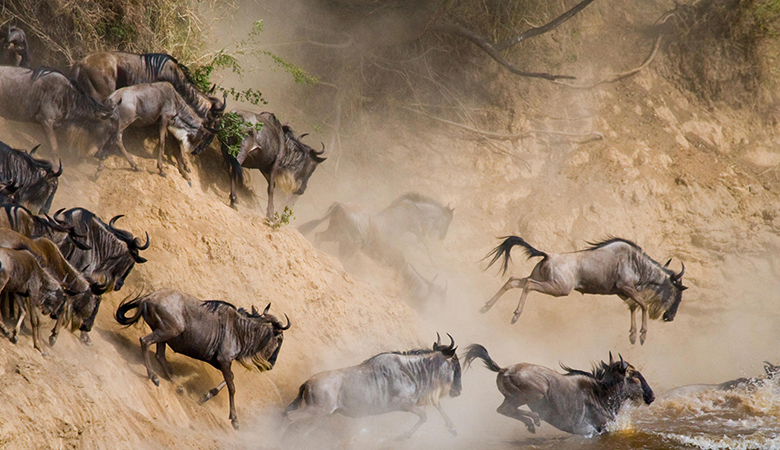 2025 Serengeti Migration Guide: What to Expect This January