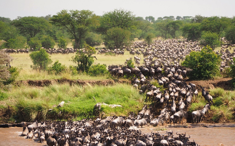 2025 Serengeti Migration Guide: What to Expect This January