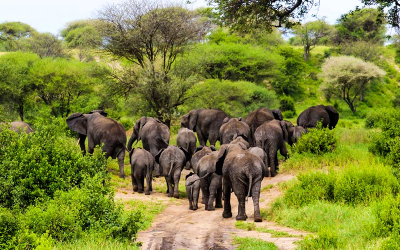 How Tanzania is Leading Africa’s Sustainable Tourism in 2025