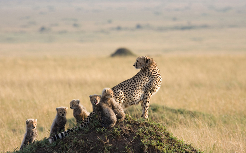 New Conservation Zones in Tanzania: What They Mean for Safaris in 2025