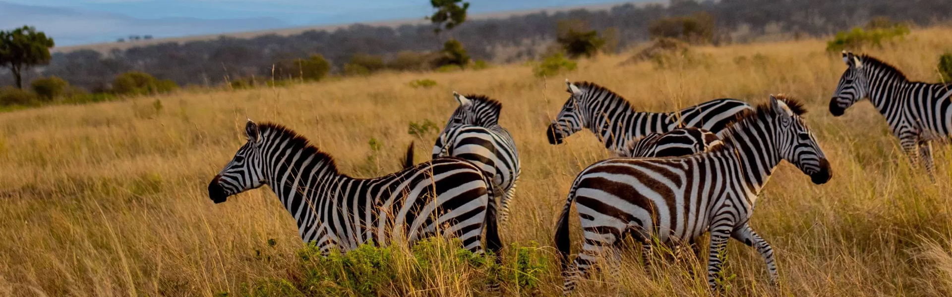 New Conservation Zones in Tanzania: What They Mean for Safaris in 2025