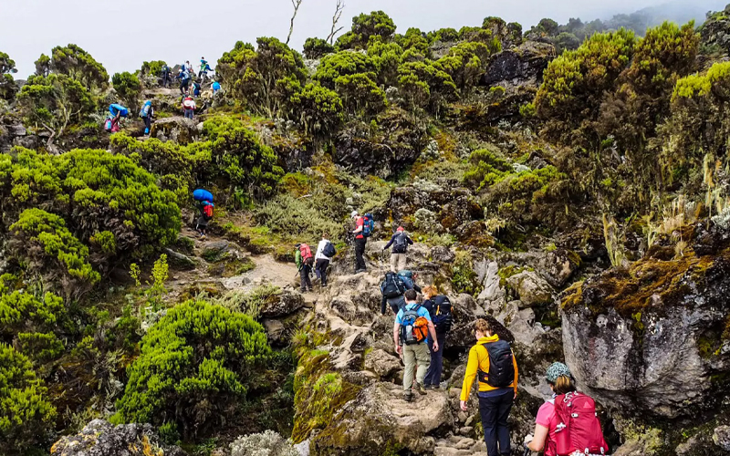 The Best Time to Trek Kilimanjaro: Christmas and New Year 2024/2025