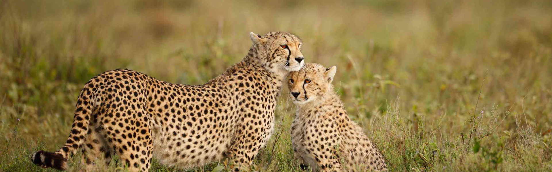 Why Tanzania Is Africa’s Top Safari Destination in 2025