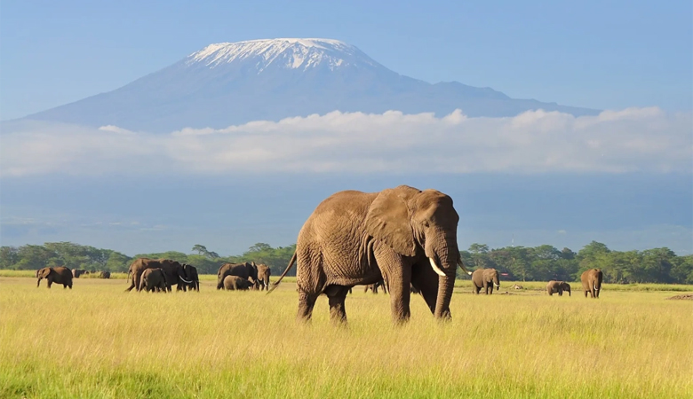 Why Tanzania Is Africa’s Top Safari Destination in 2025