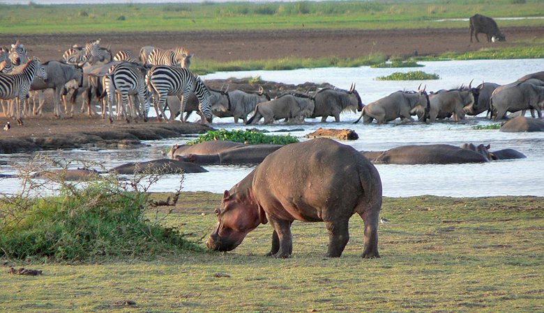 Affordable Safari Adventures: Tanzania's Lake Manyara in Focus