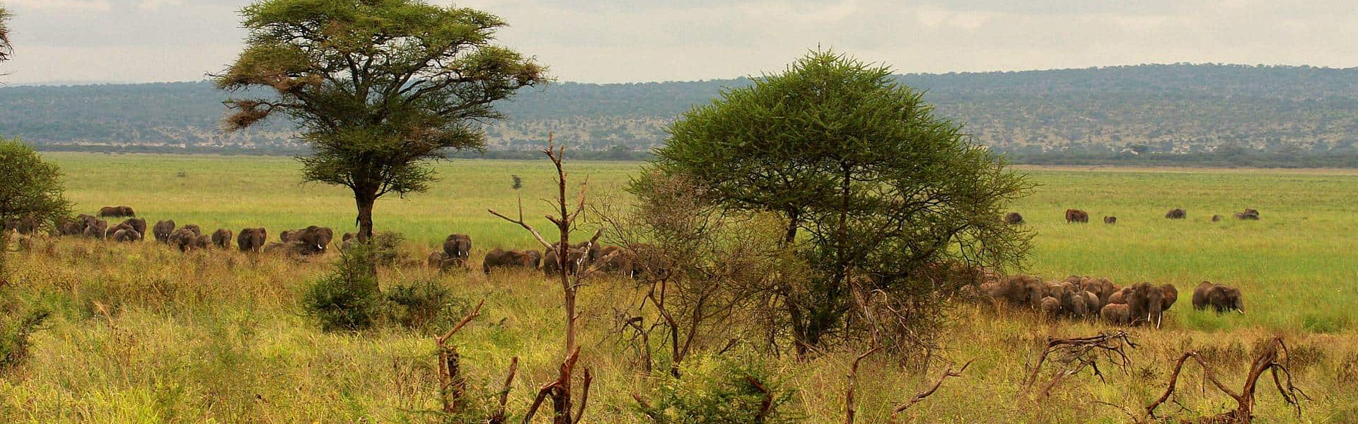 Affordable Safari Adventures: Tanzania's Lake Manyara in Focus