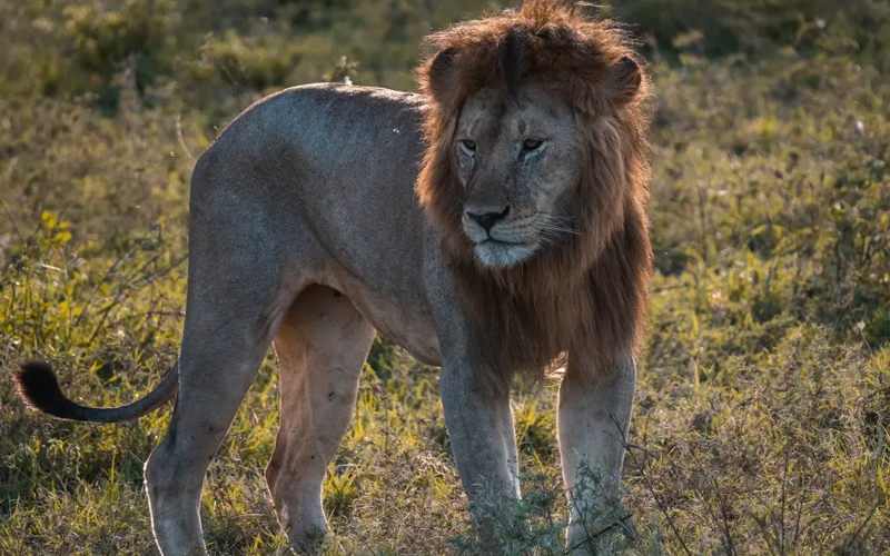 Affordable Safari Adventures: Tanzania's Lake Manyara in Focus