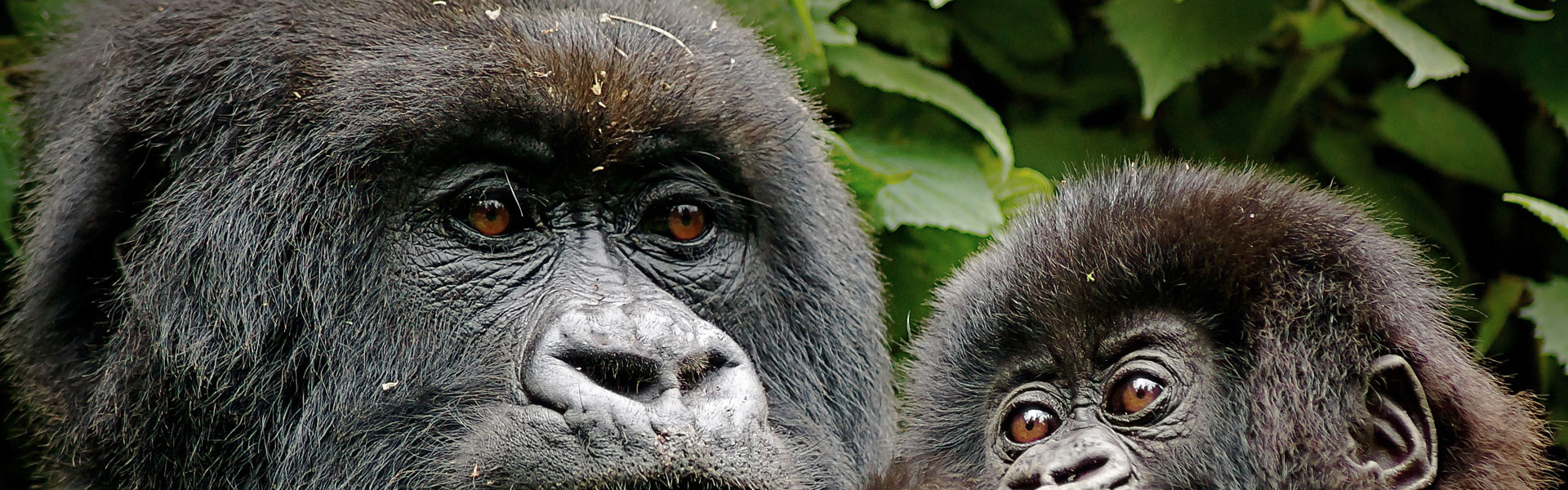 How Rwanda and Tanzania Collaborate for Gorilla Trekking and Safari Packages in 2025