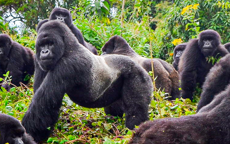 How Rwanda and Tanzania Collaborate for Gorilla Trekking and Safari Packages in 2025