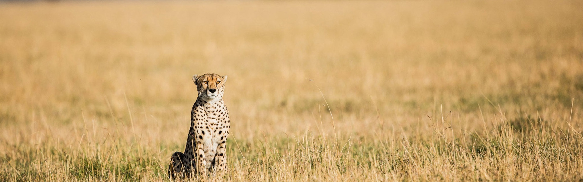 Tanzania's Serengeti: A Top Bucket List Destination for 2025