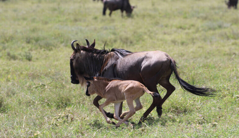 The Great Migration 2025: Tanzania’s Ultimate Safari Spectacle