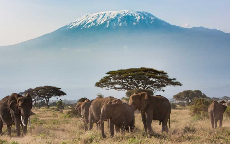 Kilimanjaro vs. Mount Meru: Which Trek is Best for You?