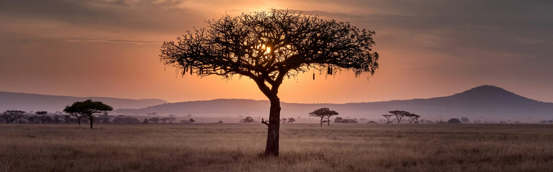 Serengeti at Night: New Moonlight Safari Experience in Tanzania