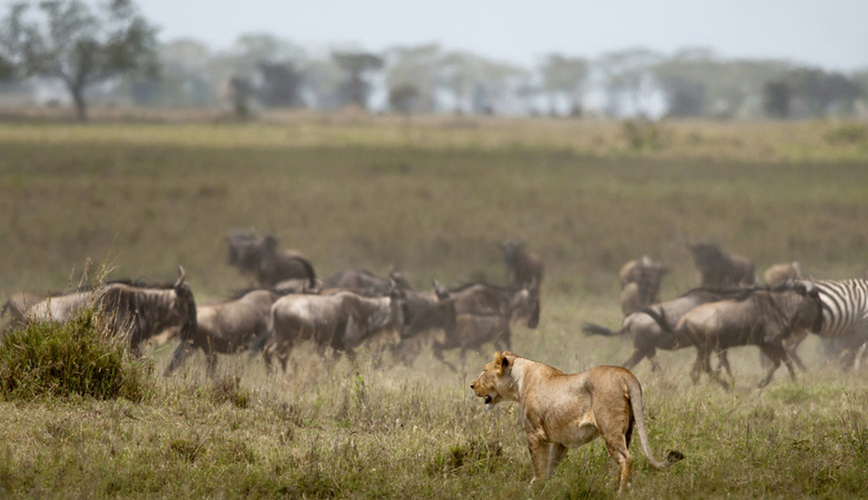 Tanzania's 2025 Safari Highlights: What's New for Travelers