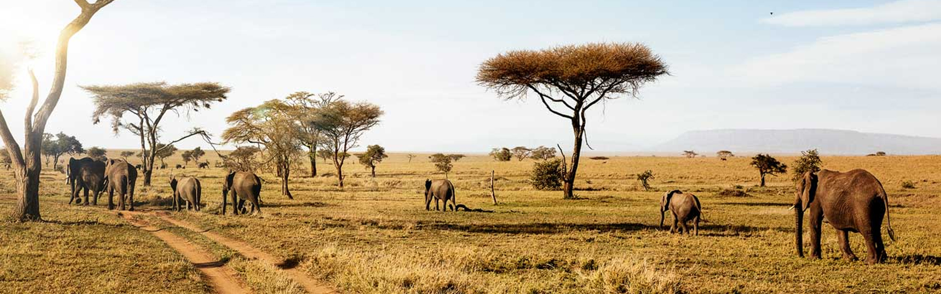 Tanzania's 2025 Safari Highlights: What's New for Travelers