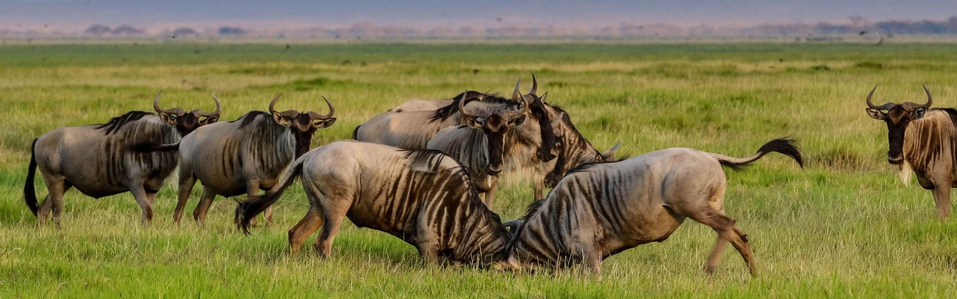 Tanzania Migration Safari 