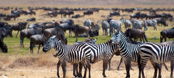 Tanzania Mid Range Safari