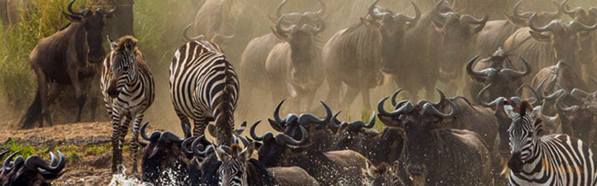 Serengeti wildebeest Migration Safari
