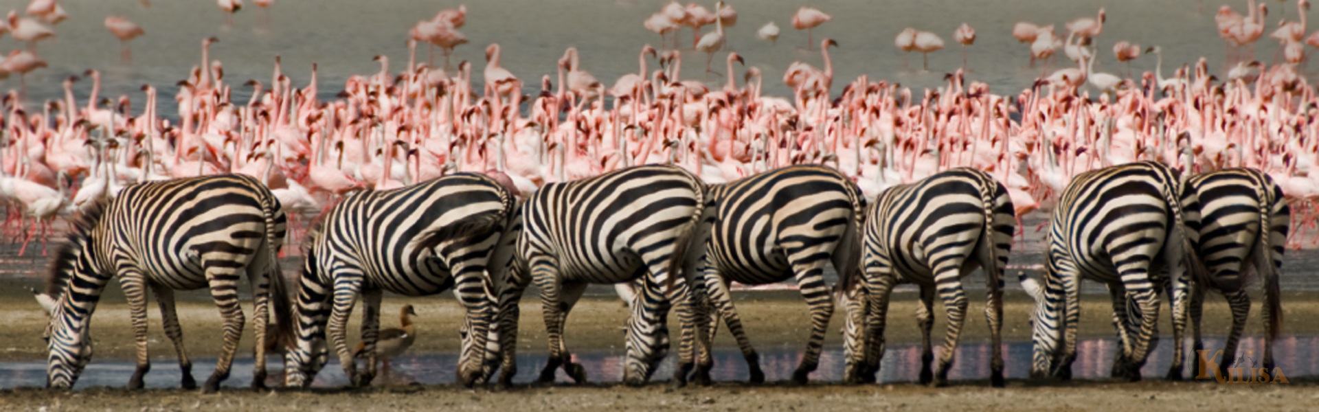 Tanzania Wildlife Safari (Lake Manyara / Ngorongoro Crater)
