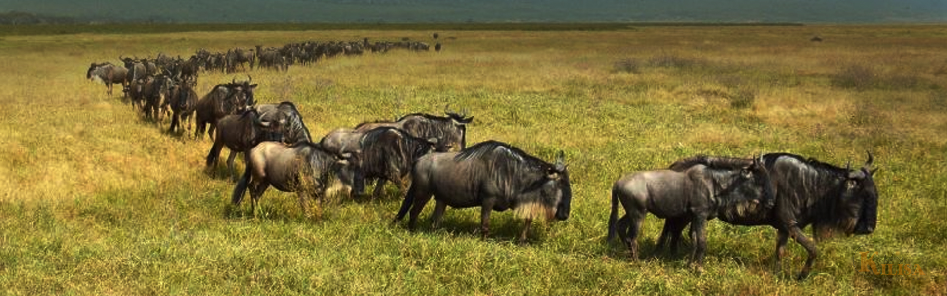Tanzania Wildlife Safari (Lake Manyara / Ngorongoro Crater / Serengeti)