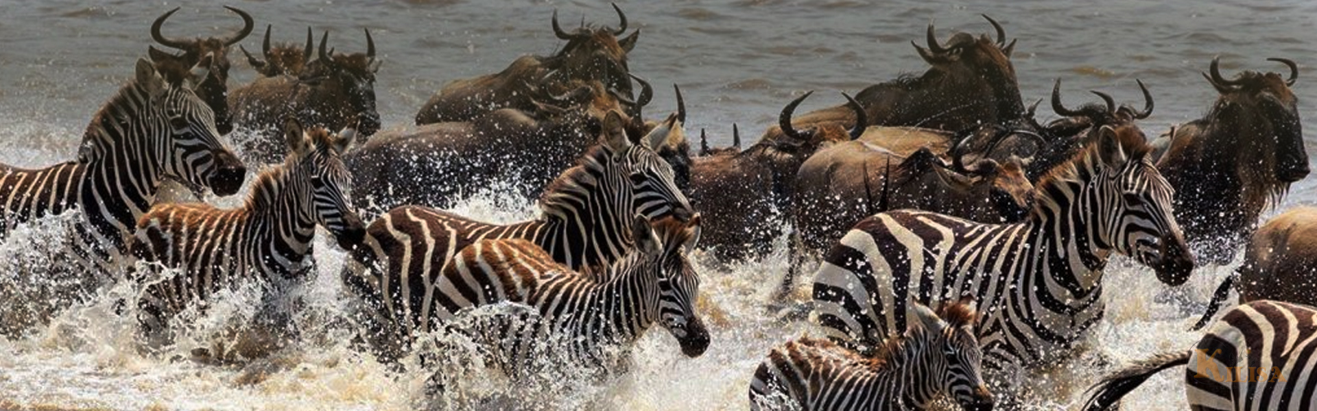 Tanzania Wildlife Safari (Tarangire / Serengeti / Ngorongoro Crater)