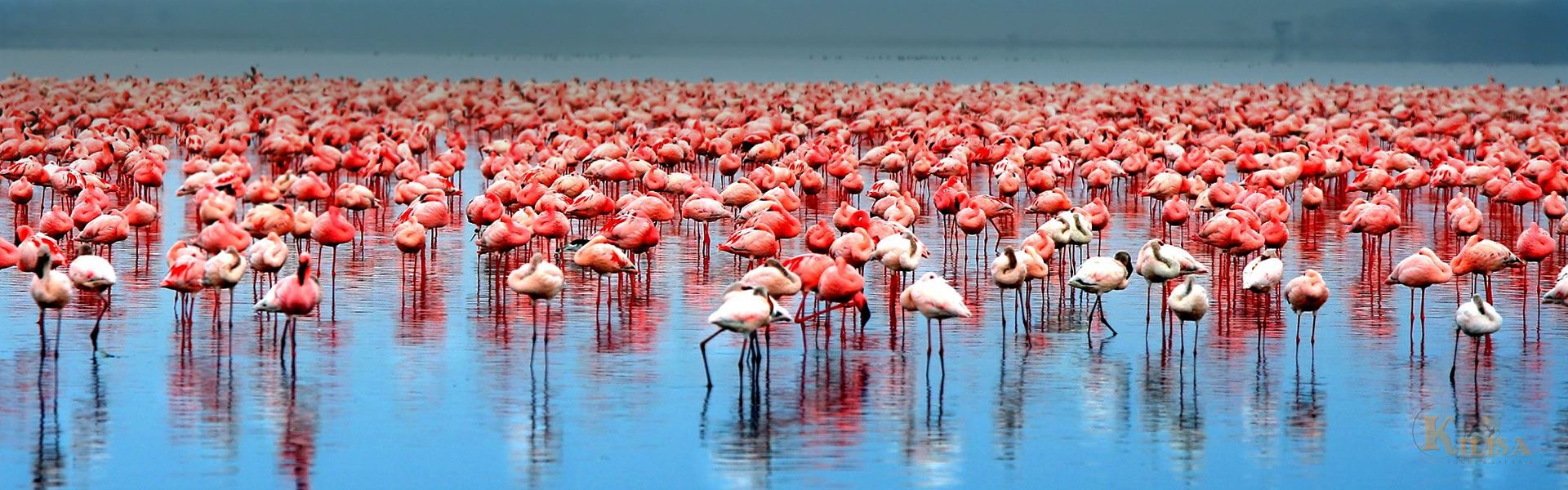 Tanzania Wildlife Safari (Moshi / Arusha / Lake Eyasi / Ngorongoro Crater / Serengeti / Natron)