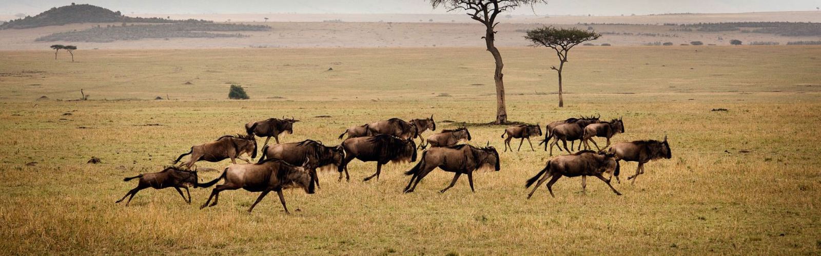 Discover a 3-day Tanzania mid range safari in Serengeti and Ngorongoro. Enjoy comfy lodges and Big Five thrills