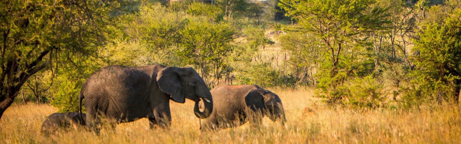 3-days-tanzania-mid-range-safari-serengeti-ngorongoro