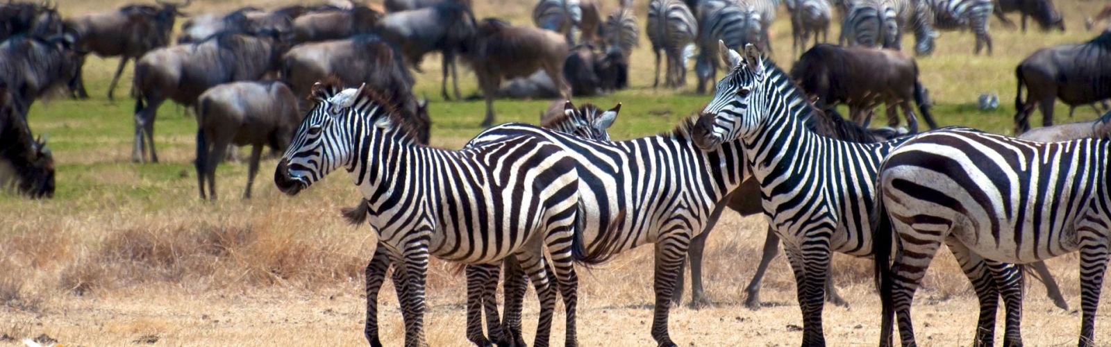 Experience a 4-day Tanzania mid range safari in Serengeti and Ngorongoro. Enjoy cozy lodges and Big Five sightings