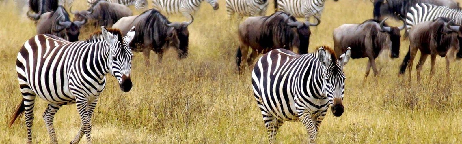 5-days-tanzania-mid-range-safari-tarangire-serengeti-ngorongoro-manyara