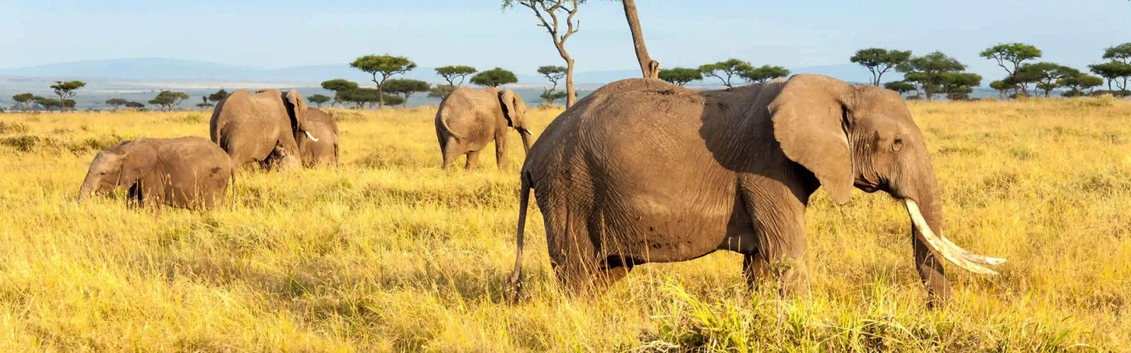 Experience a 6-day Tanzania mid range safari across Serengeti, Ngorongoro, and more. Enjoy comfort and Big Five views