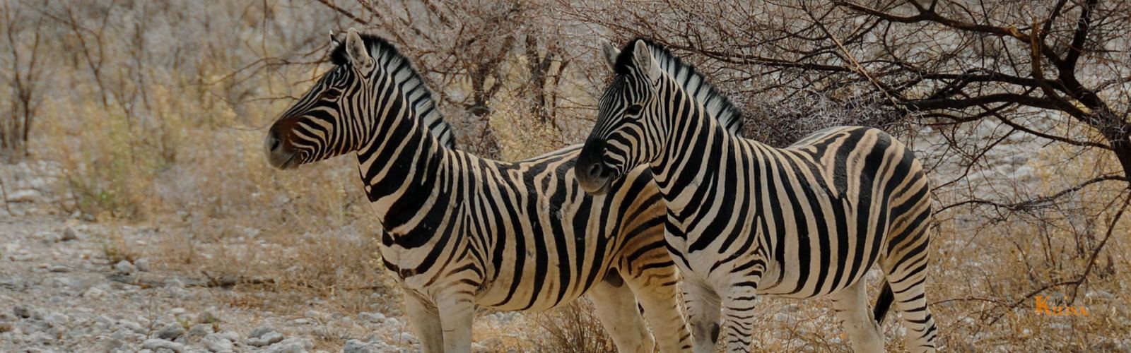 Discover Arusha National Park