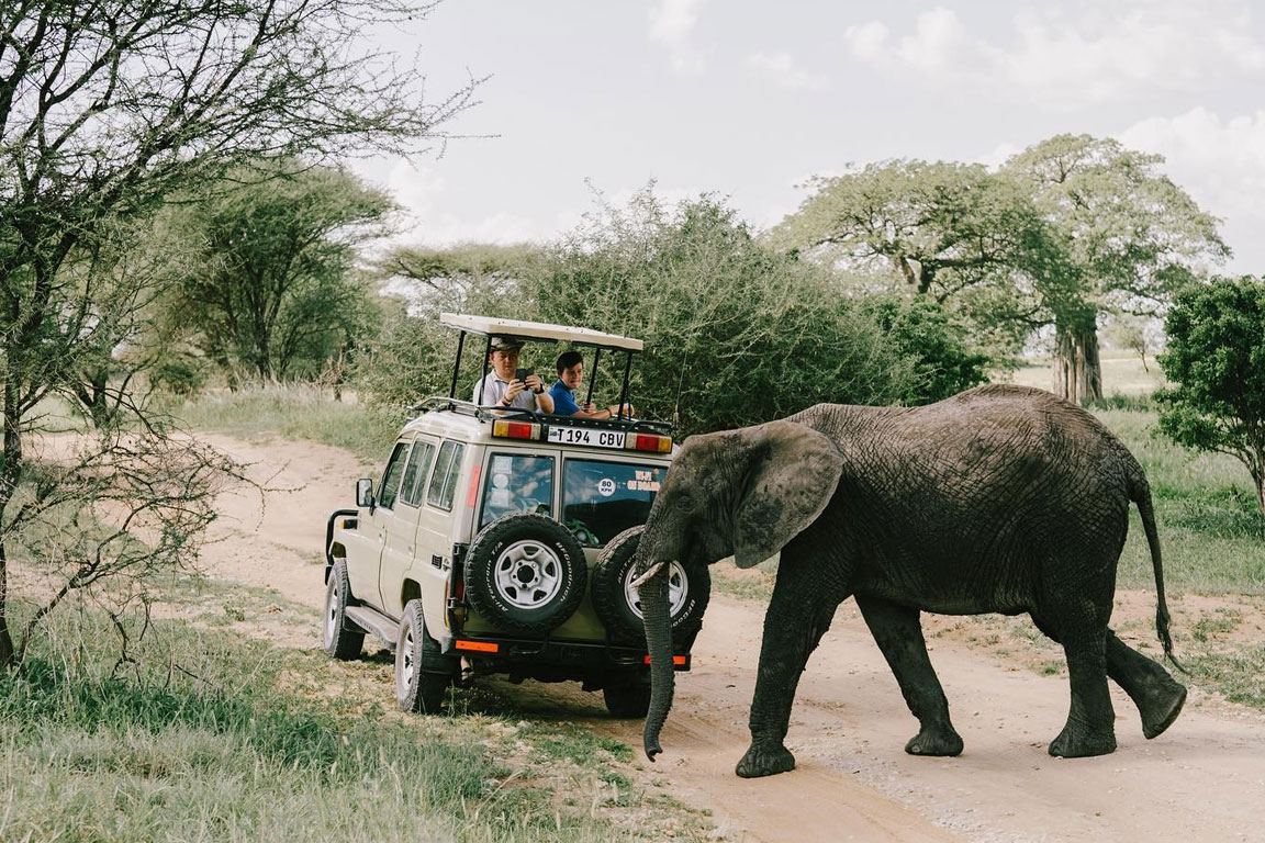 Safari vehicle on a dirt track as an elephant crosses in front of it