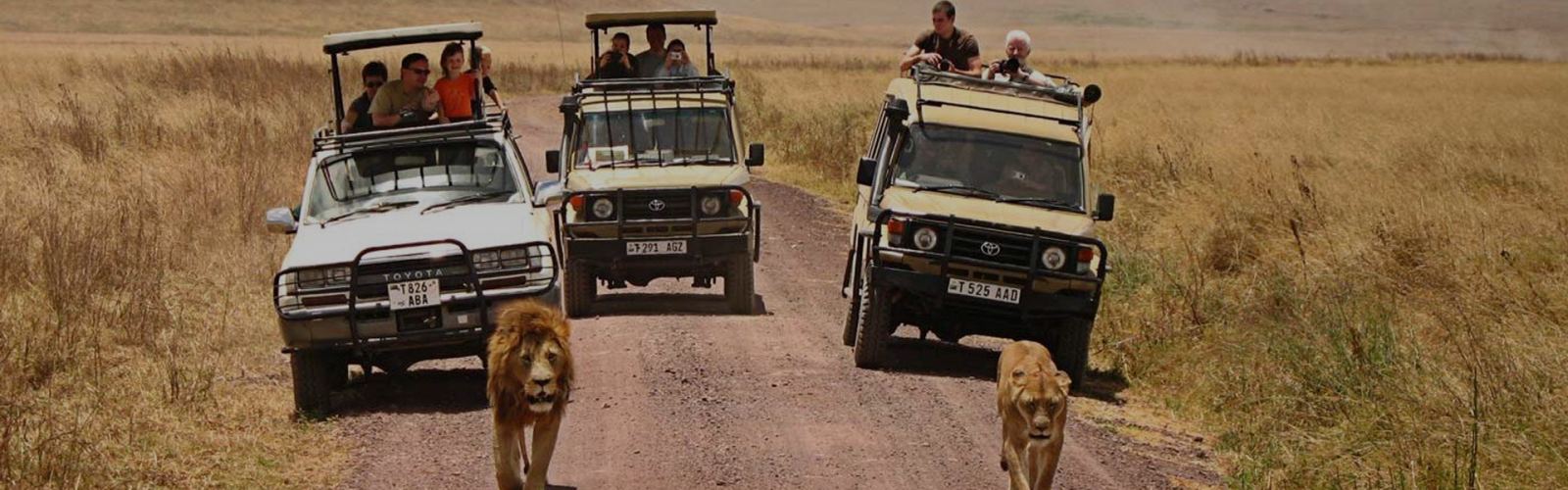 Learn about immunization and medical kits for Tanzania safaris—vaccines, malaria pills, and first-aid essentials