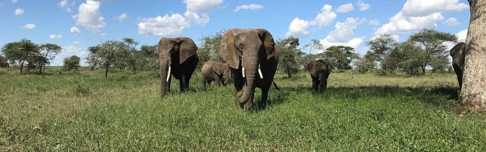 Experience a thrilling Tarangire Day Tour from Arusha, featuring vast savannas, elephant herds, and baobab trees. Enjoy a full day of game drives with expert guides.