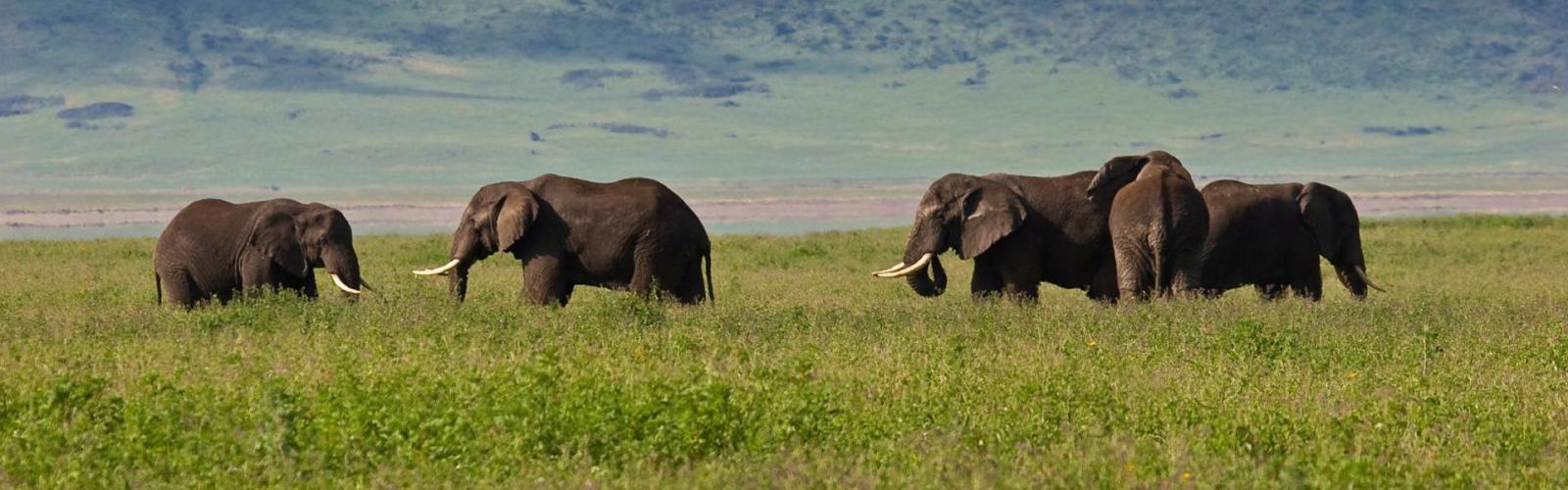 Get travel insurance for Tanzania safaris, Kilimanjaro treks, and Zanzibar trips. Cover medical, cancellations, and more