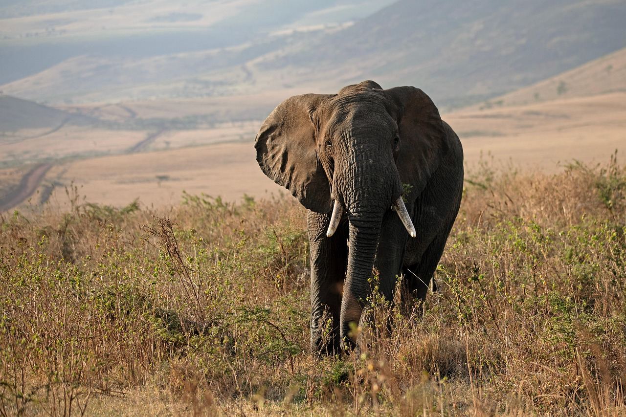 How Far In Advance Should I Book A Tanzania Safari For Best Availability