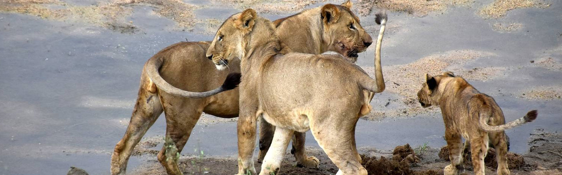 Experience a 3-day Tanzania mid-range safari in Serengeti and Ngorongoro. Enjoy cozy stays and Big Five views