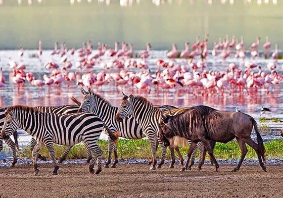3-days-tanzania-mid-range-safari-manyara-ngorongoro-tarangire