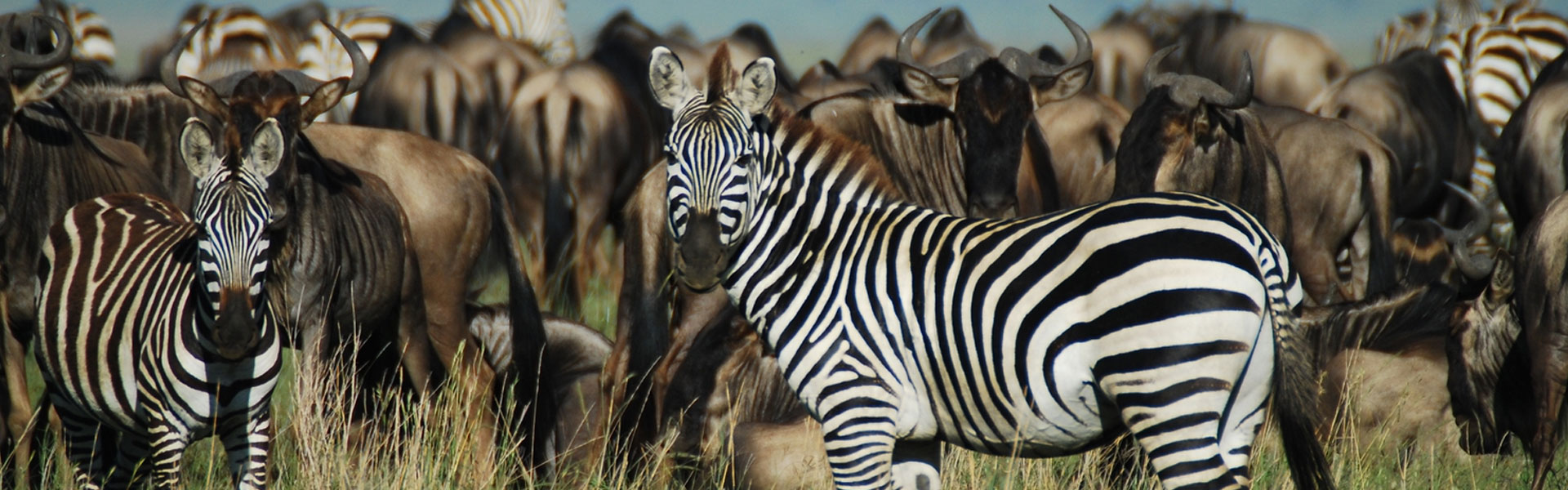 Join a 4-day Tanzania mid range safari to Serengeti and Ngorongoro. Relax in comfort with Big Five views